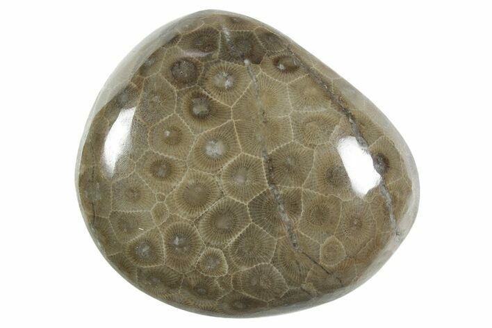 Polished Petoskey Stone (Fossil Coral) - Michigan #348572